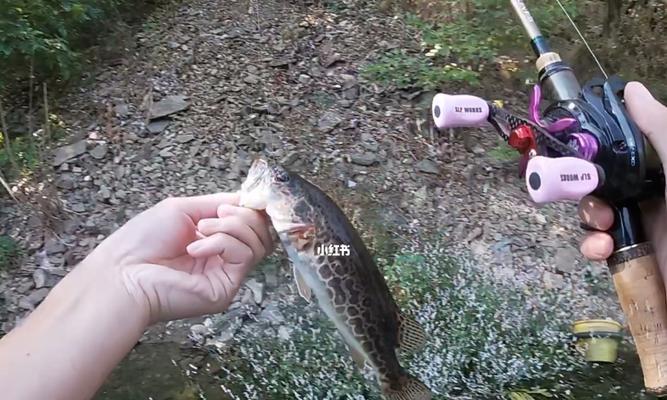 春天钓鱼技巧（捕获丰富渔获的最佳方法）  第2张