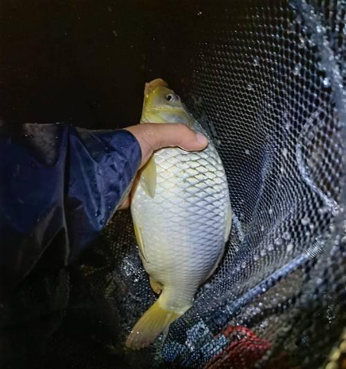春夜钓鲤鱼技巧大揭秘！（捕获美味鲤鱼的秘诀全解析）  第3张