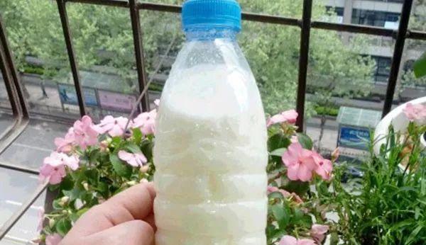 纯牛奶钓鱼的方法和技巧（轻松享受钓鱼乐趣的全新方式，纯牛奶钓鱼你试过了吗？）  第3张