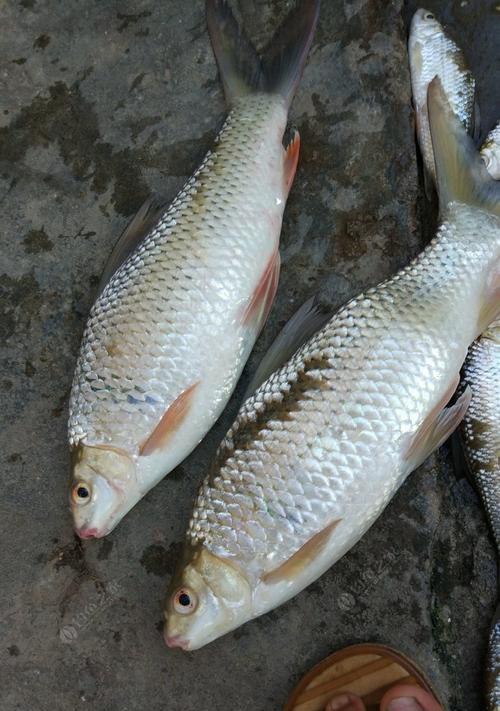 搓大饵钓鱼技巧（掌握搓大饵的技巧，提高钓鱼成功率）  第2张