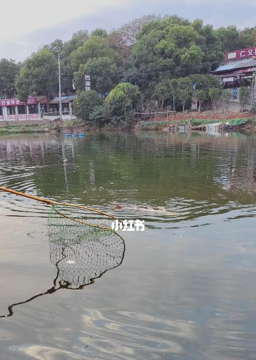 大白天鱼塘钓鱼技巧（太阳高照下的成功捕鱼秘诀）  第3张