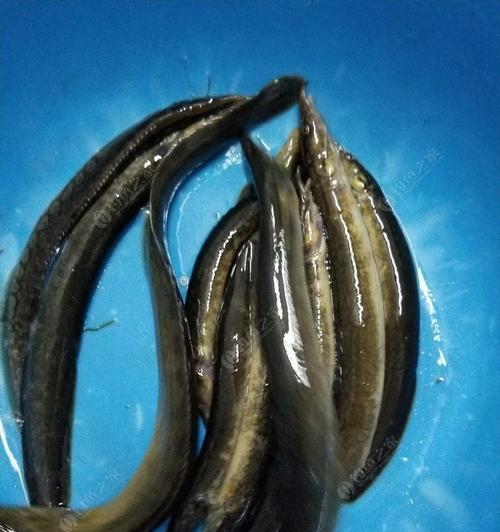 大刀鳅钓鱼技巧（掌握大刀鳅钓鱼的秘诀，轻松垂钓大收获）  第2张