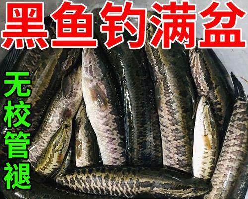 钓鱼技巧与饵料配制方法（提升钓鱼成功率的实用技巧与有效饵料制作方法）  第2张