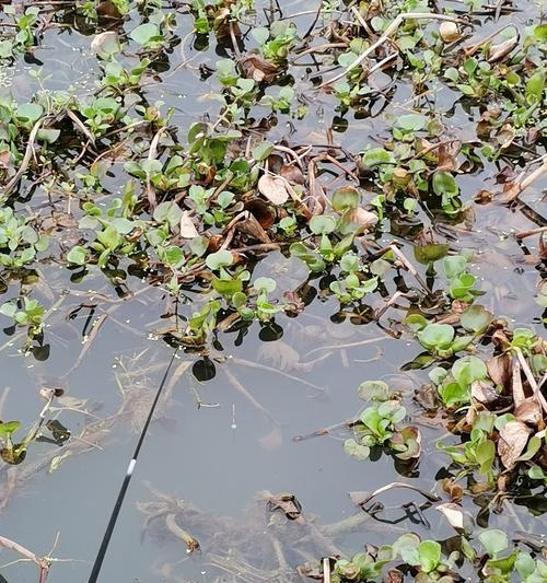 探秘钓鱼钓草窝的技巧（钓草窝，钓鱼高招揭秘）  第2张