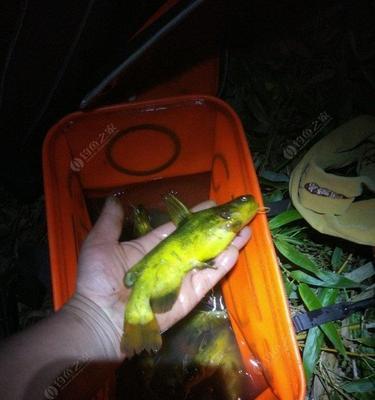 黄骨鱼钓鱼技巧大揭秘（捕获黄骨鱼的高效技巧）  第2张