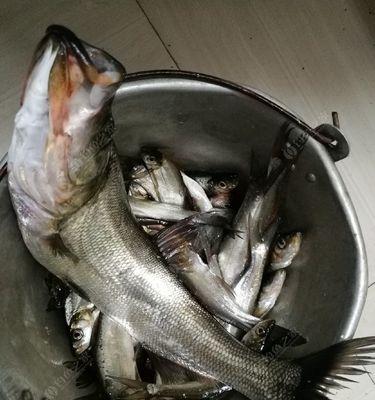 钓鱼技巧教学——掌握翘嘴钓鱼的绝佳方法（全面解析翘嘴钓鱼技巧，让你成为钓鱼高手）  第1张