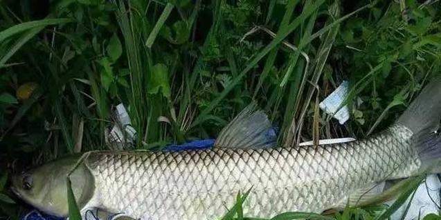 钓鱼钓水草的技巧与方法（提升钓鱼水平的关键技巧）  第2张