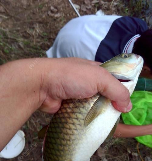 钓鱼饵料真假技巧（揭秘钓鱼饵料的真假之道）  第3张