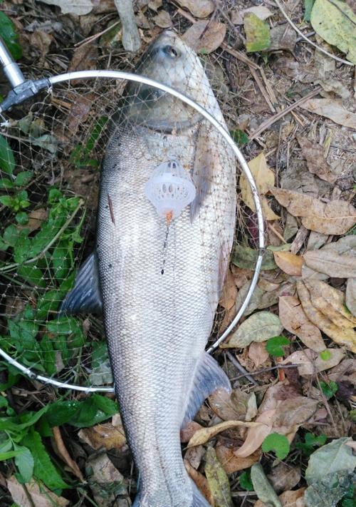 白连鱼钓鱼技巧（掌握钓白连鱼的专业技巧，提高钓鱼成功率）  第1张
