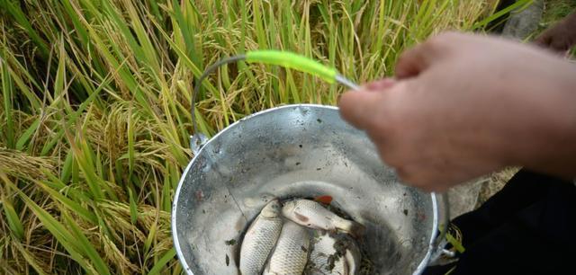 探讨钓鱼技巧中加入蜂蜜饵料的效果（提升钓鱼成功率的秘密武器）  第1张