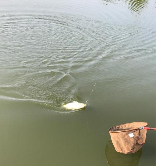 钓鱼技巧（掌握合适的时机和技巧，提升钓鱼成功率）  第3张