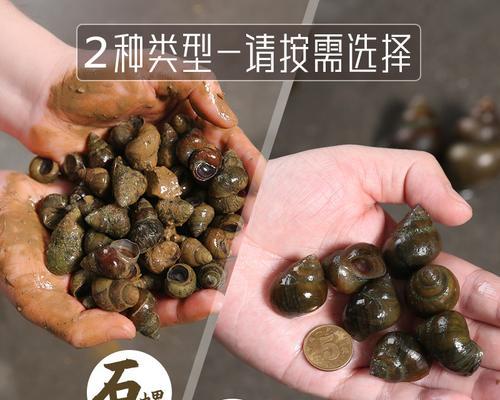钓鱼捡螺蛳的技巧与经验（提高钓鱼捡螺蛳的成功率和效率）  第2张