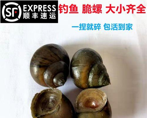 钓鱼捡螺蛳的技巧与经验（提高钓鱼捡螺蛳的成功率和效率）  第3张