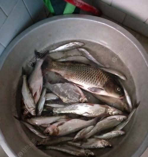 钓鱼台水库钓大鱼的技巧（揭秘钓鱼台水库的大鱼捕获技巧）  第2张