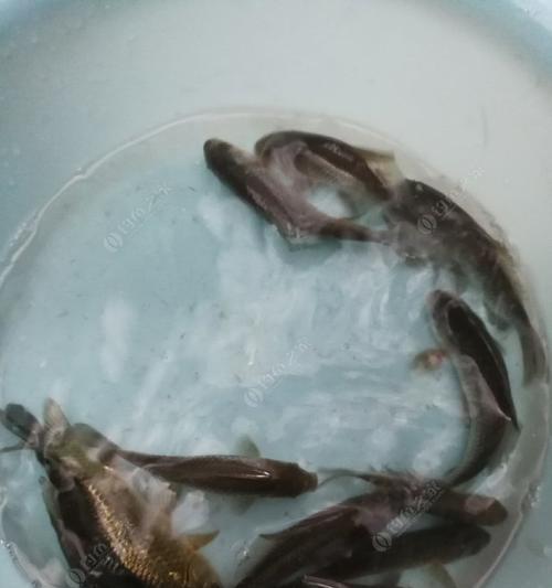 钓鱼王的秘籍（掌握技巧，成为钓鱼高手）  第1张