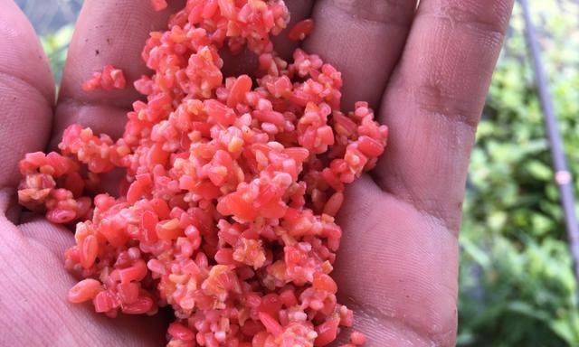 挑选钓鱼窝料，技巧全揭秘（实用经验帮你选对钓鱼窝料）  第2张