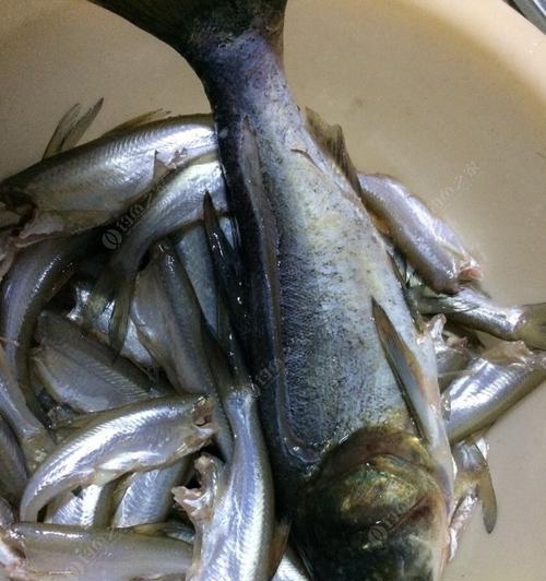 钓鱼小鱼吃饵技巧（掌握这一技巧，让钓鱼更加得心应手）  第1张