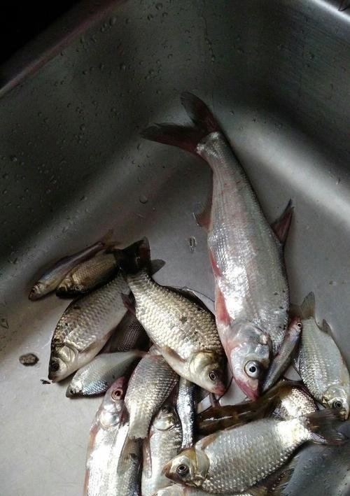 钓鱼小鱼吃饵技巧（掌握这一技巧，让钓鱼更加得心应手）  第2张