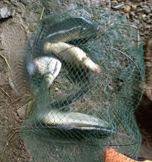 东北野河夏钓草鱼的技巧（掌握钓草鱼的窍门，享受夏日垂钓乐趣）  第3张