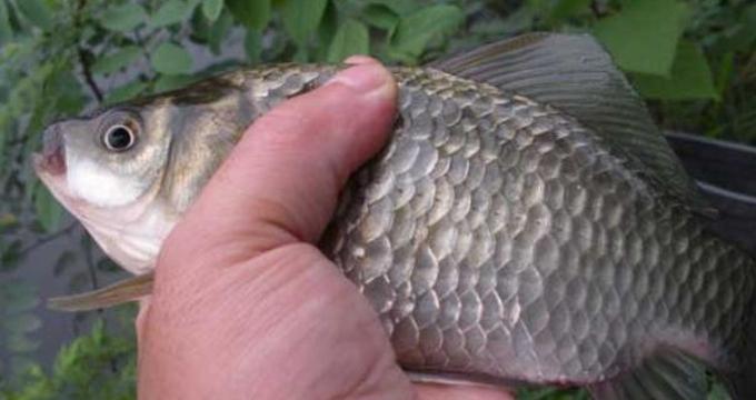 北方冬季野钓鲤鱼技巧（零下温度下的鲤鱼钓法，让你不再寒冷空军）  第2张