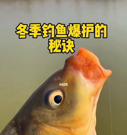 冬季钓鱼技巧大揭秘（挑战寒冬）  第2张