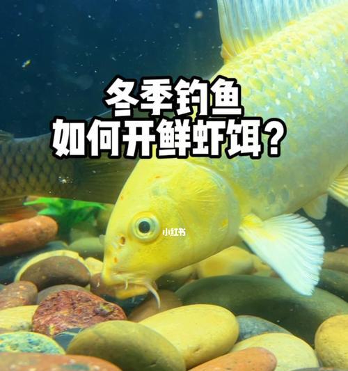 冬天钓鱼技巧教程（寒冬钓鱼）  第1张