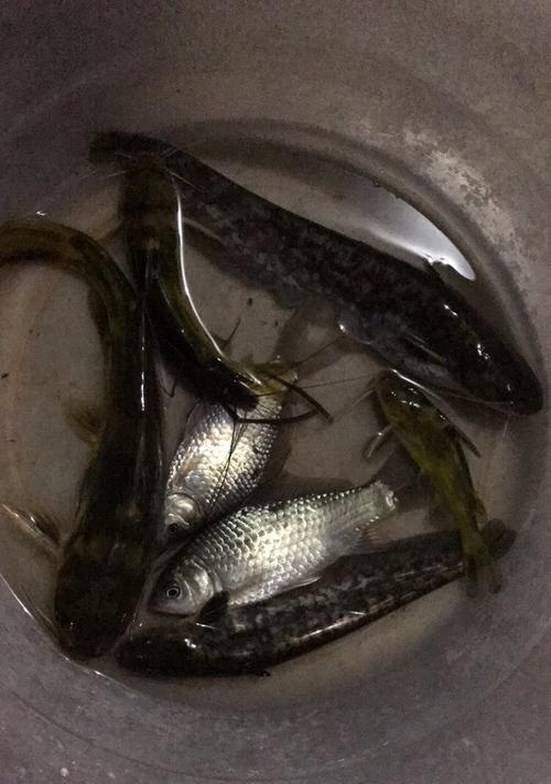 冬夜钓鱼的技巧与方法（寒冬中）  第1张