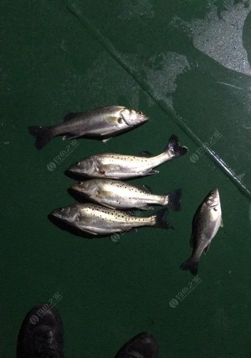 冬天海鲈钓鱼技巧（深入了解钓冬季海鲈的技巧和策略）  第2张