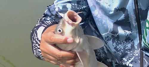 冬季河流钓鱼技巧（钓鱼技巧让你在冬天的河流中获得丰收）  第1张