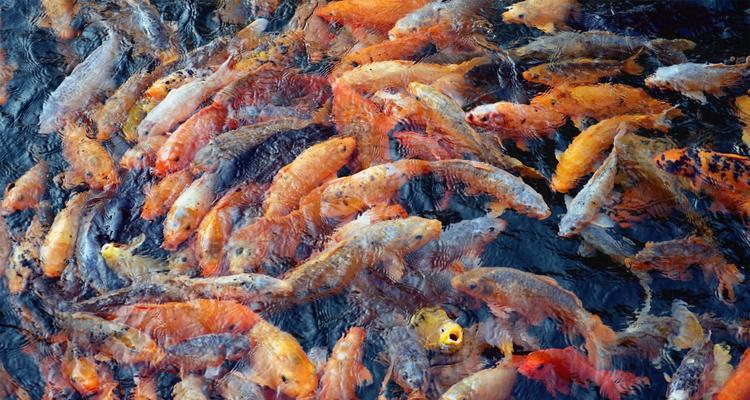 冬天黑坑垂钓鲤鱼技巧（冬季黑坑垂钓鲤鱼）  第2张
