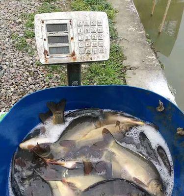 冬天黑坑下雨钓鱼技巧（寒冬中的湖泊钓鱼秘诀）  第3张