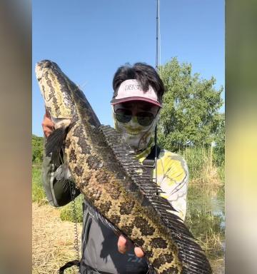 冬季黑鱼大棚钓鱼技巧（掌握冬季黑鱼大棚钓鱼的关键技巧）  第3张