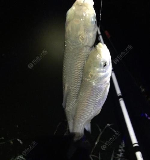 寒冬夜钓鲢鳙，技巧大揭秘（冬日千岛湖的鲢鳙钓技）  第2张