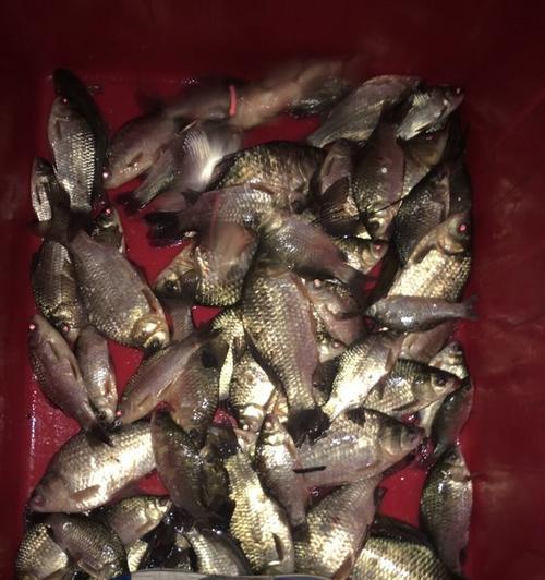 寒冬夜钓鲢鳙，技巧大揭秘（冬日千岛湖的鲢鳙钓技）  第3张