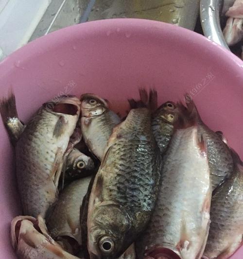 寒冬夜钓鲢鳙，技巧大揭秘（冬日千岛湖的鲢鳙钓技）  第1张