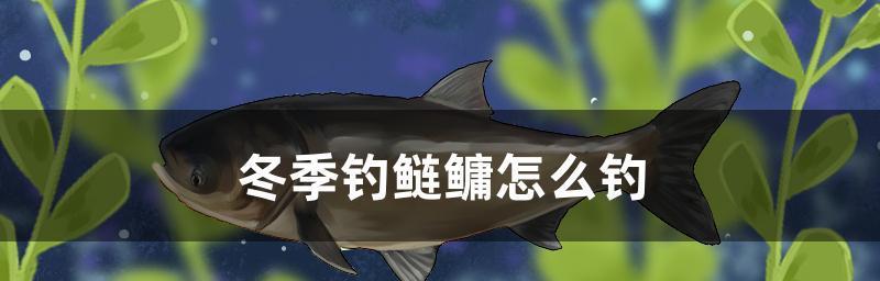 冬日野钓技巧大揭秘（提高钓鱼成功率的小窍门）  第3张