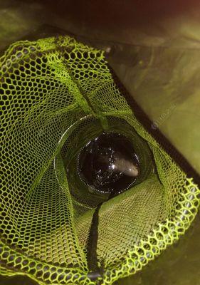 冬夜钓草鱼的实用技巧（冬季钓草鱼需注意的关键点）  第1张