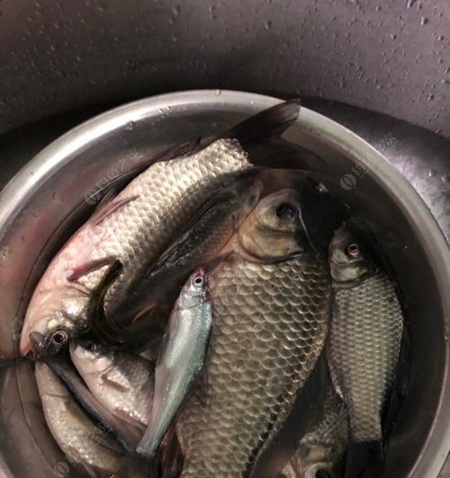 冬夜钓大板鲫的技巧与经验（揭秘冬天夜间钓大板鲫的秘诀）  第2张