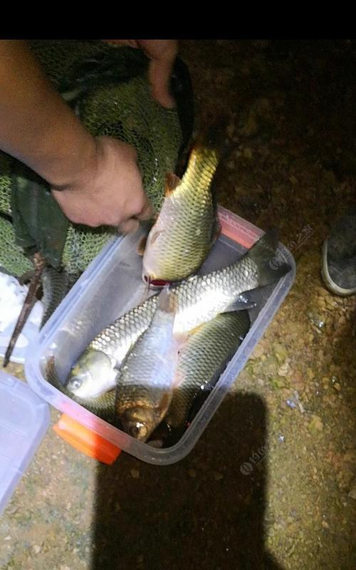 冬夜钓浮钓鲢鳙技巧指南（寒冬之夜）  第2张