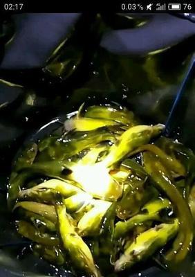 冬夜钓黄骨鱼的技巧（冬天夜晚如何钓到黄骨鱼）  第2张