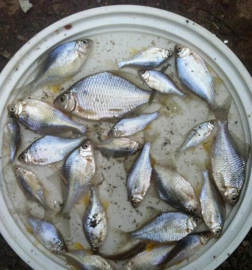 钓鱼技巧（探讨钓鱼翻缸前的鱼食问题）  第3张