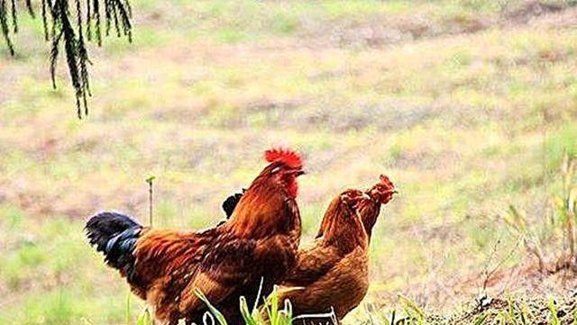 探秘以房前屋后钓鱼的方法和技巧（钓鱼达人分享经验）  第1张