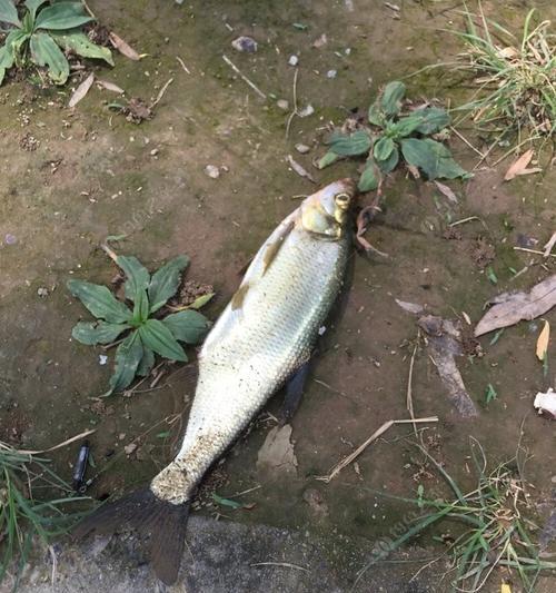 房山刺猬河钓鱼技巧（探索刺猬河的宝藏）  第2张