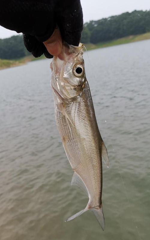 提升钓翘嘴技巧的仿生串钩浮漂钓法（突破技术瓶颈）  第1张