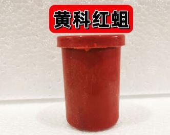 仿真草虾钓鱼技巧大揭秘（提升钓鱼成功率的关键技巧和注意事项）  第2张