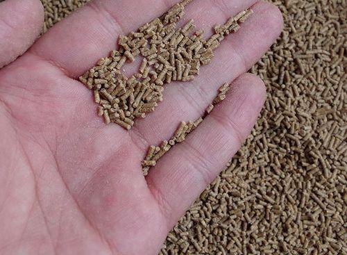 混养塘钓鱼的用饵技巧（掌握关键点）  第1张