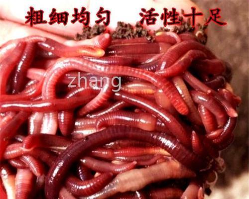 放生蚯蚓钓鱼的绝招（挖掘蚯蚓）  第2张