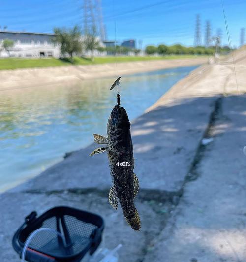 飞蝇钓鱼技巧大揭秘（提升你的飞蝇钓鱼水平）  第3张