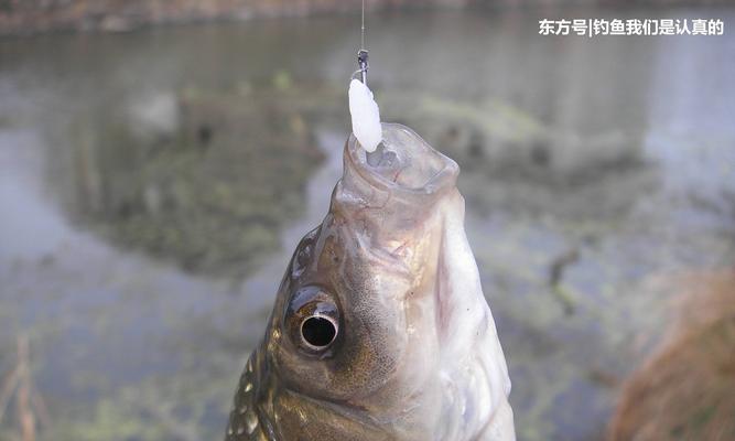 高压电线钓鱼技巧与方法（探索刺激与危险并存的钓鱼方式）  第1张