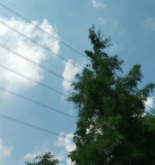 高压线钓竿技巧大揭秘（钓鱼高手教你如何利用高压线技巧提升钓竿效果）  第1张